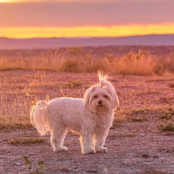 Zuni Lizard 🦎 Brooch Pendants SP052 - Picture 5 of 5